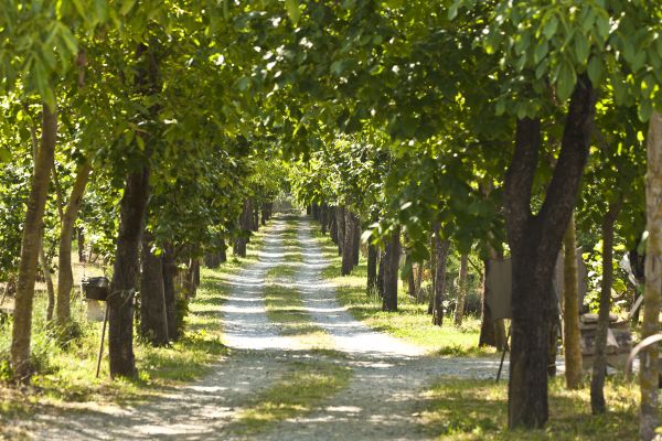Villa Rizzo Resort & Spa (San Cipriano Picentino)